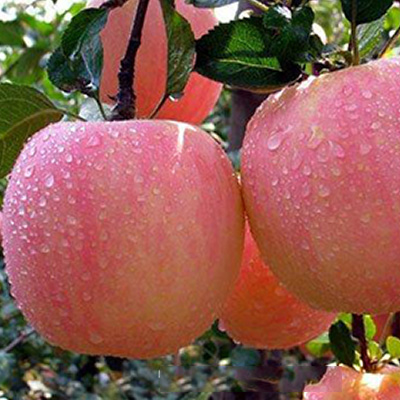 Red Fuji apple Red Fuji apple